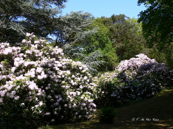 Bois des Moutiers (323) Mai 2012